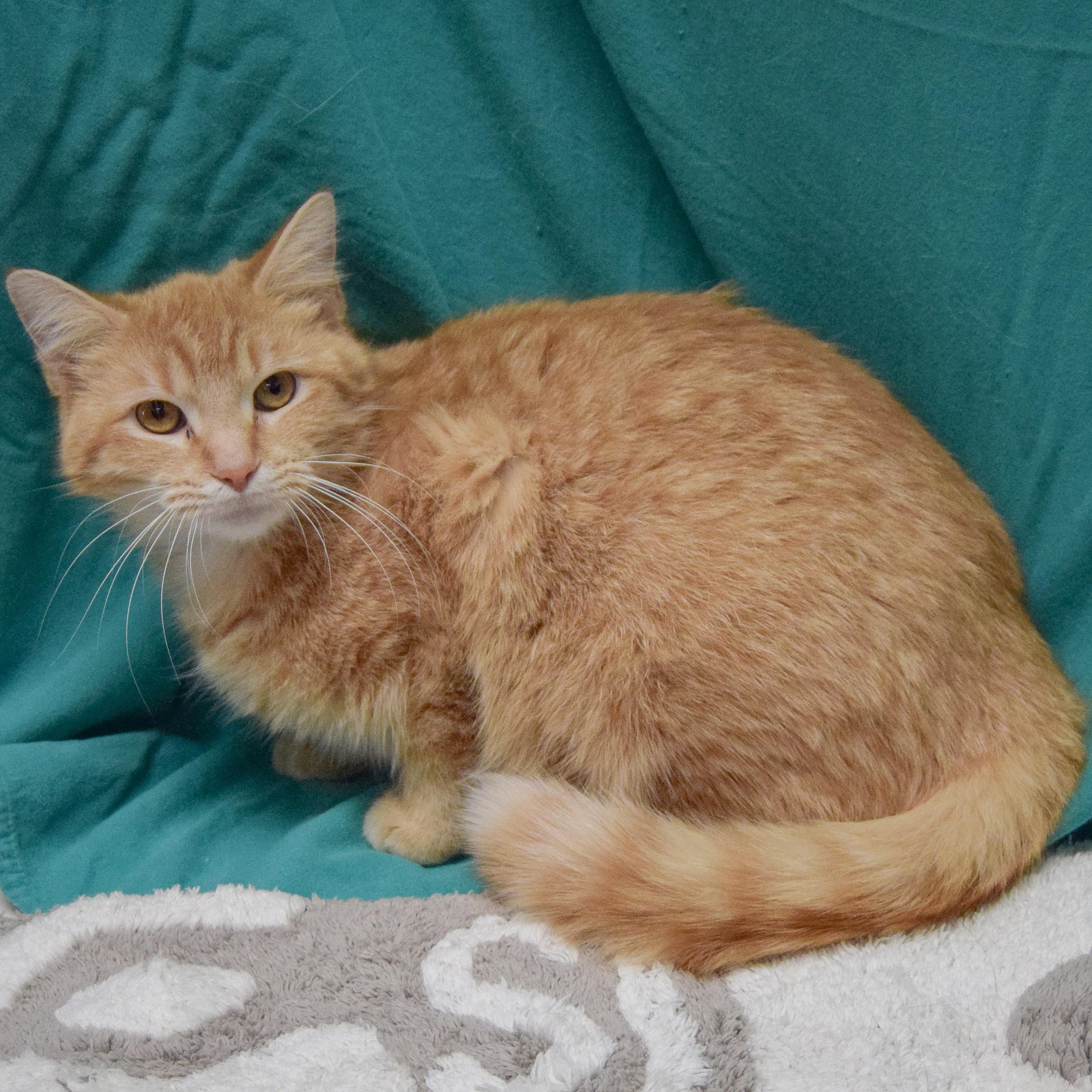 Enlarge Honey, an adopted mixed breed in Huntley, IL image 4/4