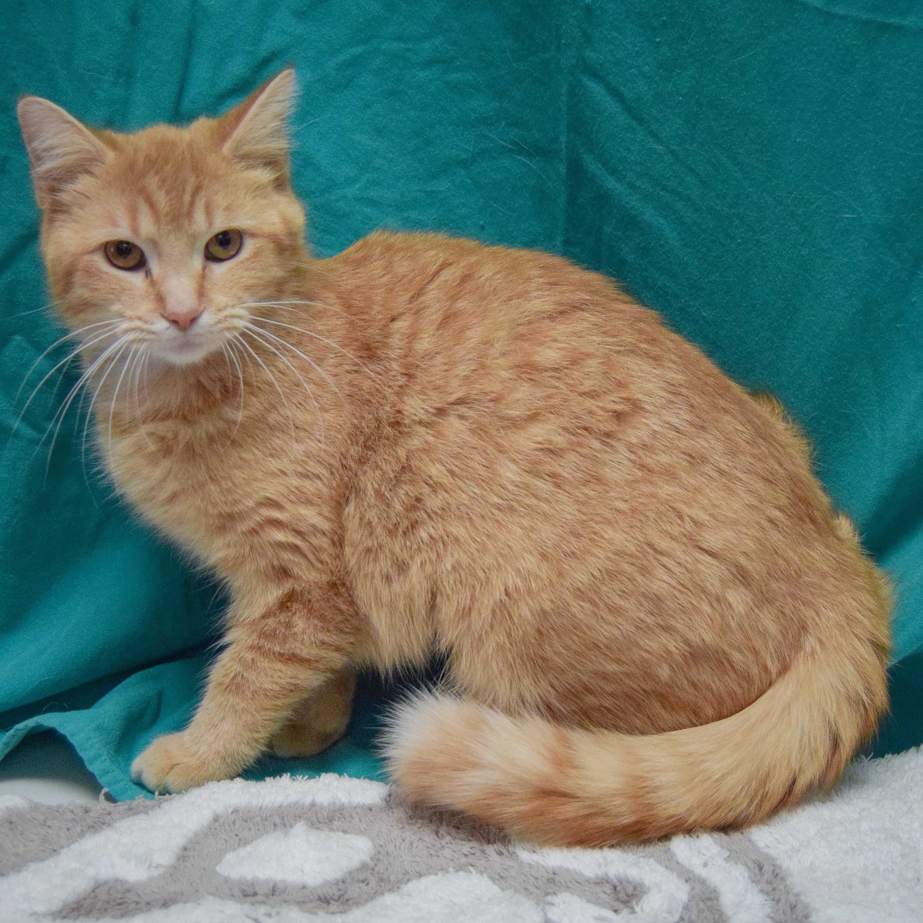 Enlarge Honey, an adopted mixed breed in Huntley, IL image 2/4