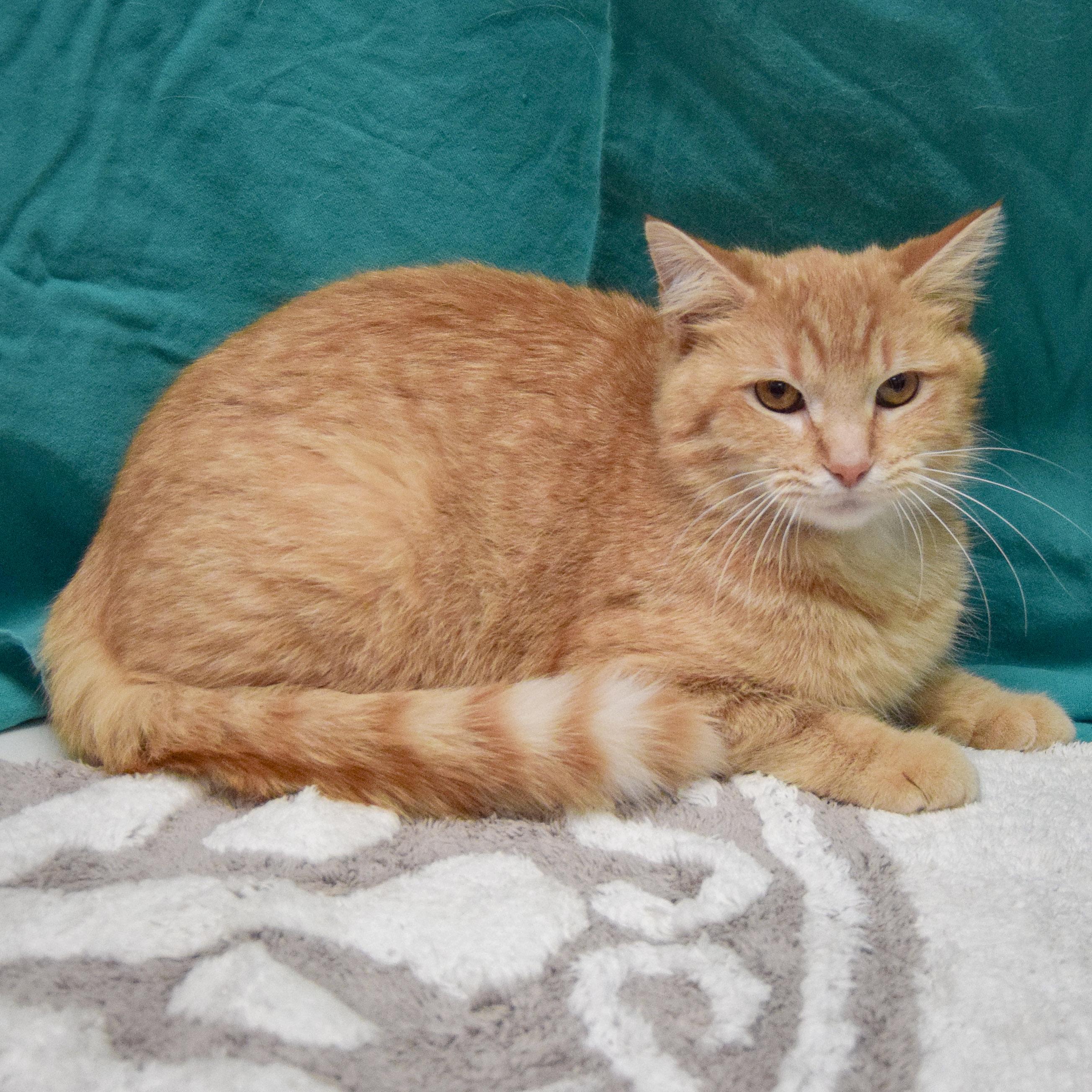 Enlarge Honey, an adopted mixed breed in Huntley, IL image 3/4