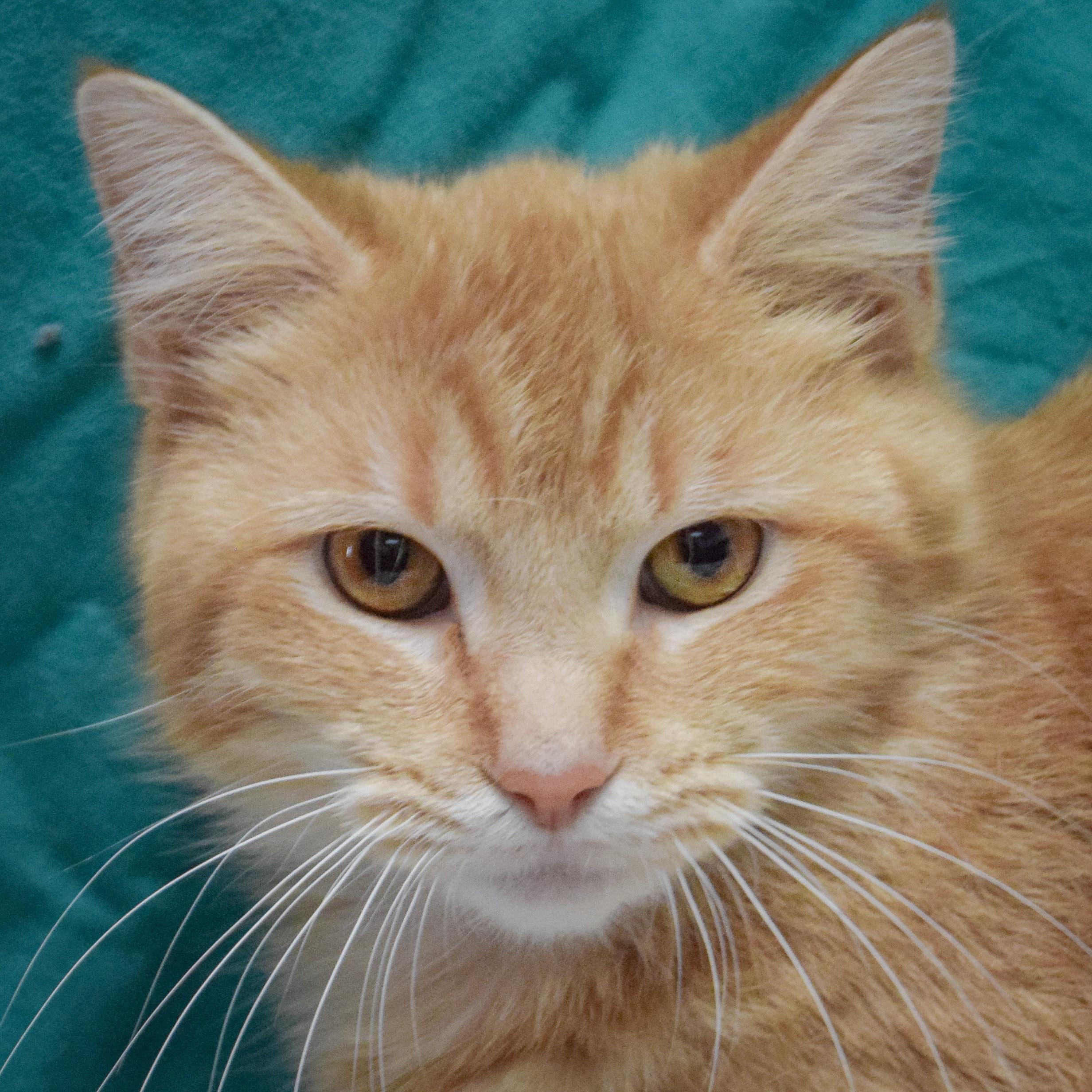 Honey, adopted, Kitten Female Tabby & Domestic Short Hair.