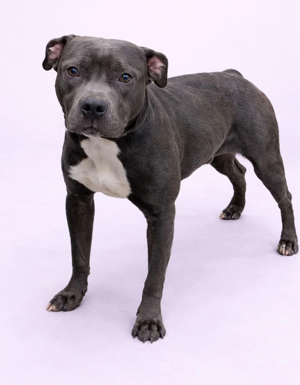 Enlarge Crayon, a ADOPTABLE Pit Bull Terrier in Bowie, MD image 6/6