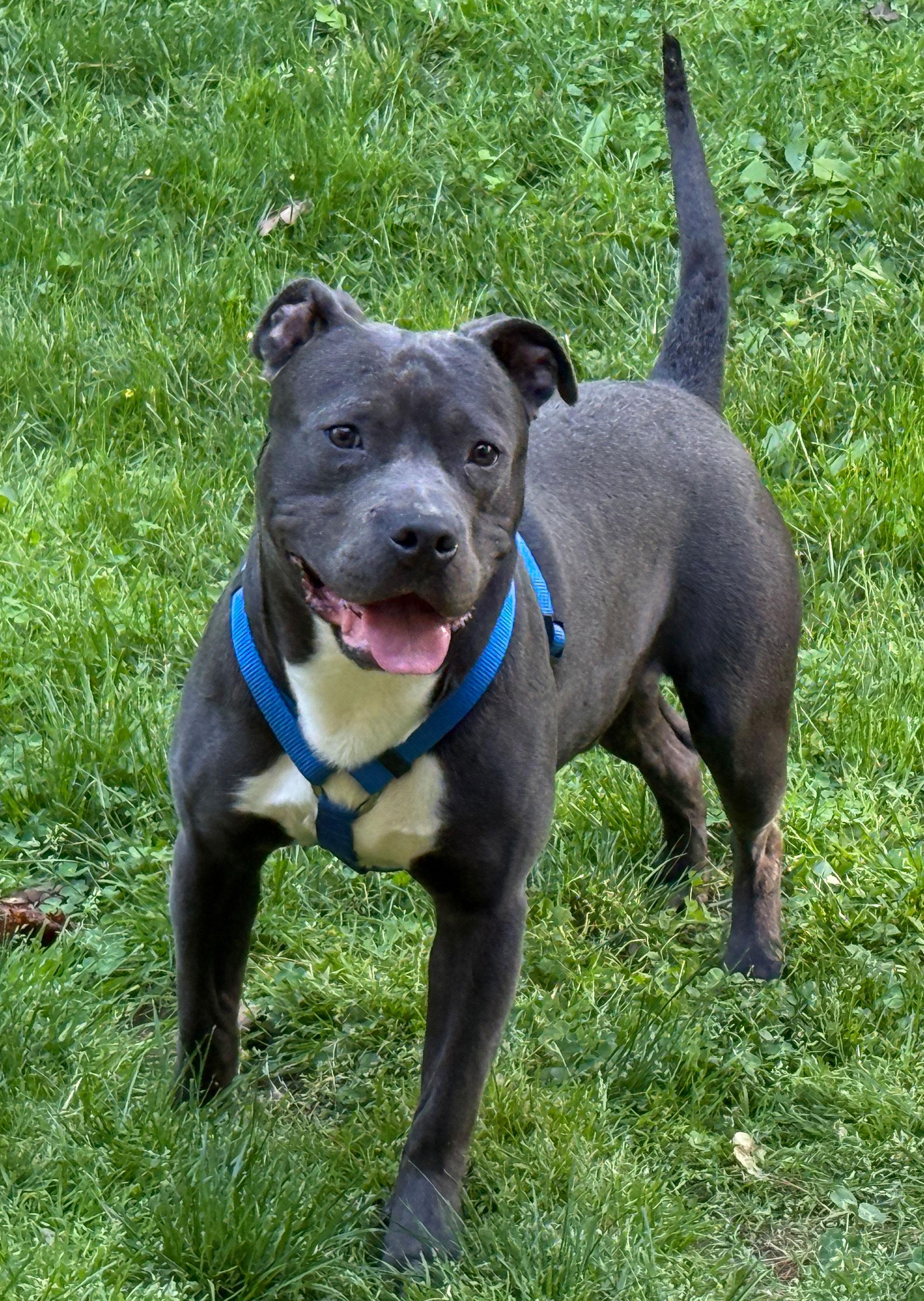 Enlarge Crayon, a ADOPTABLE Pit Bull Terrier in Bowie, MD image 2/6