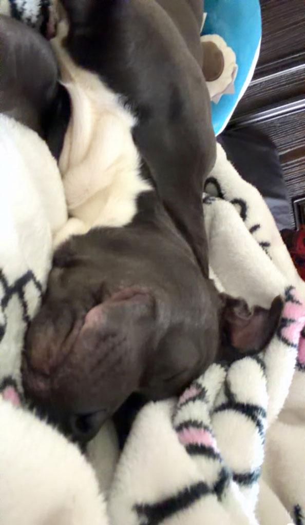 Enlarge Crayon, a ADOPTABLE Pit Bull Terrier in Bowie, MD image 5/6