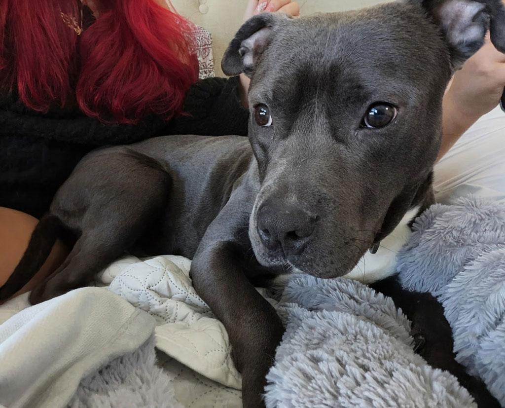 Crayon, ADOPTABLE, Puppy Male Pit Bull Terrier.