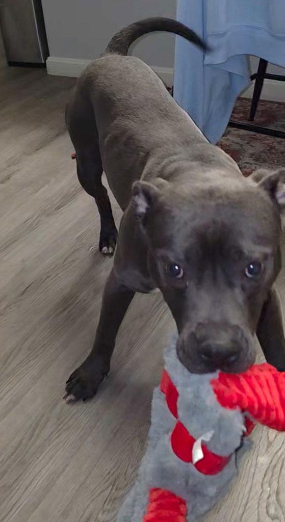 Enlarge Crayon, a ADOPTABLE Pit Bull Terrier in Bowie, MD image 3/6