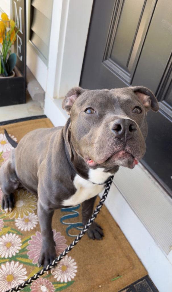 Enlarge Crayon, a ADOPTABLE Pit Bull Terrier in Bowie, MD image 4/6