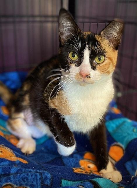 Camilla w/ Madison, Adoptable, Kitten Female Domestic Short Hair.