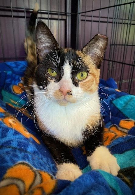 Enlarge Camilla w/ Madison, a Adoptable Domestic Short Hair in Duxbury, MA image 2/4