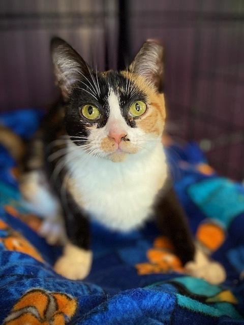 Enlarge Camilla w/ Madison, a Adoptable Domestic Short Hair in Duxbury, MA image 3/4