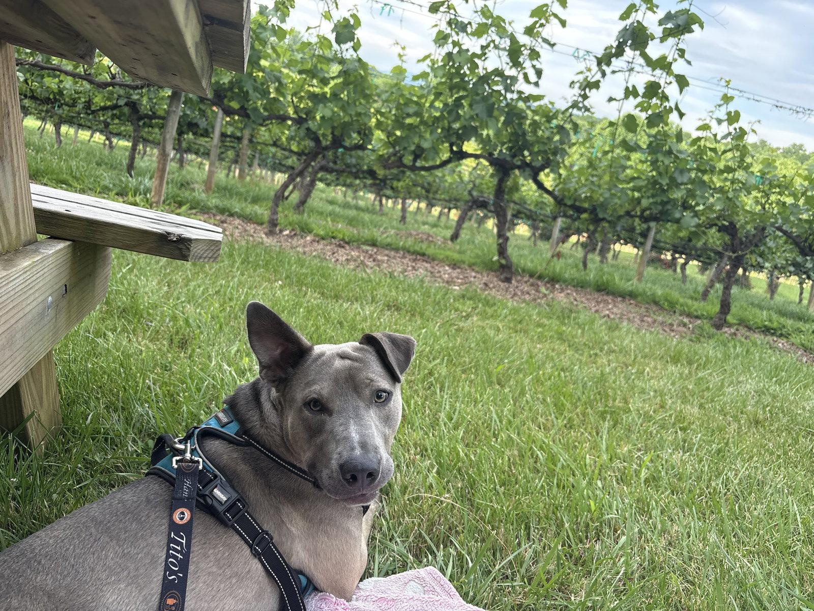 Gizmo, Adoptable, Young Male Husky & Terrier.
