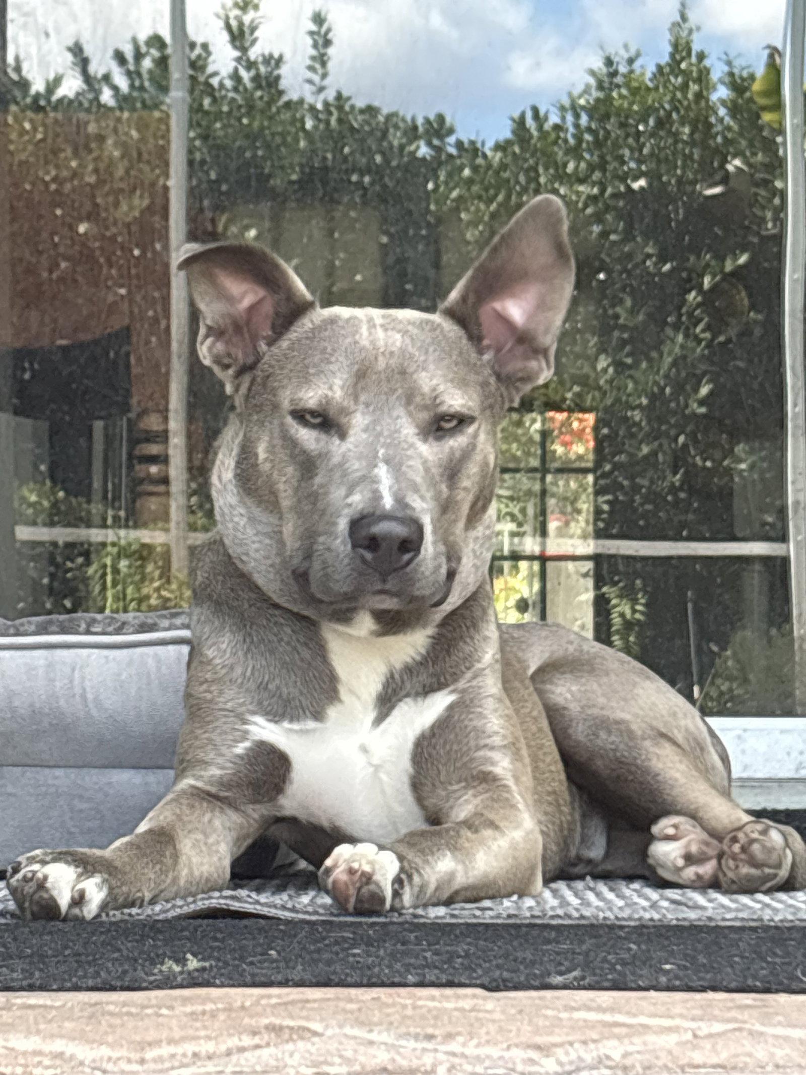 Gizmo, Adoptable, Adult Male Husky & Terrier.