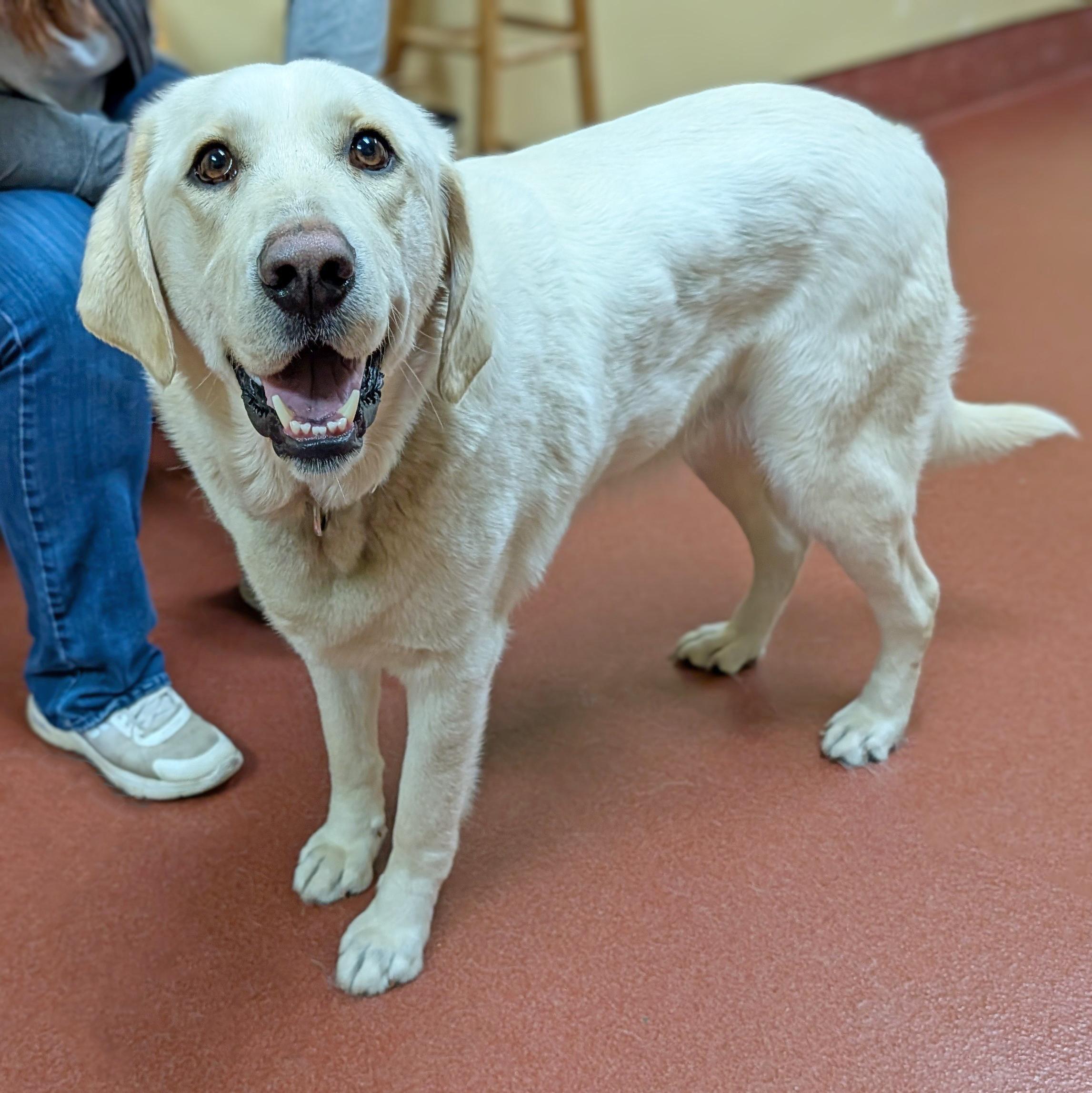 Yeti, a ADOPTABLE mixed breed in Accident, MD image 2/6