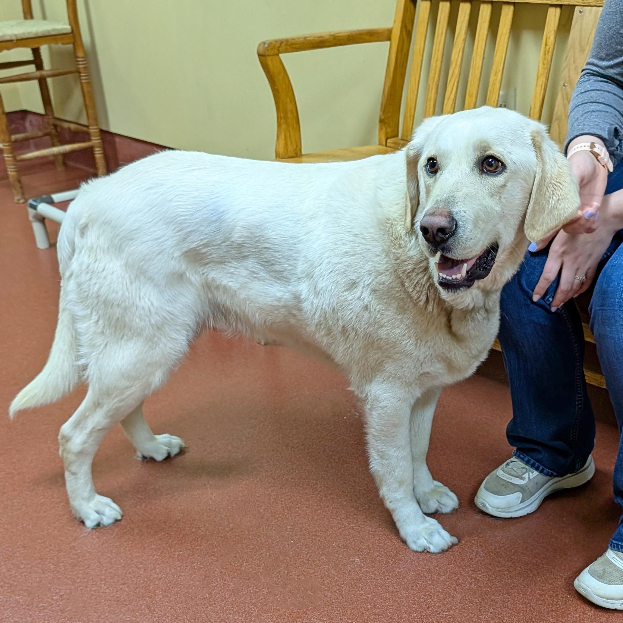Yeti, a ADOPTABLE mixed breed in Accident, MD image 3/6