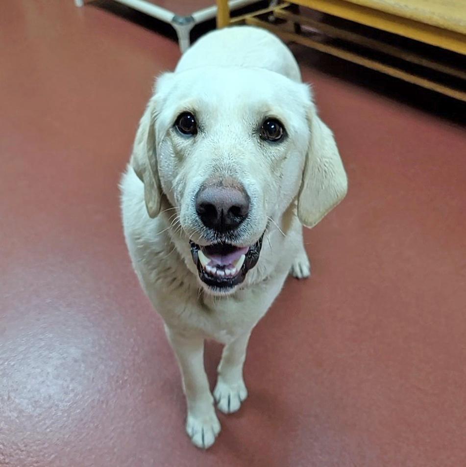 Yeti, a ADOPTABLE mixed breed in Accident, MD image 4/6