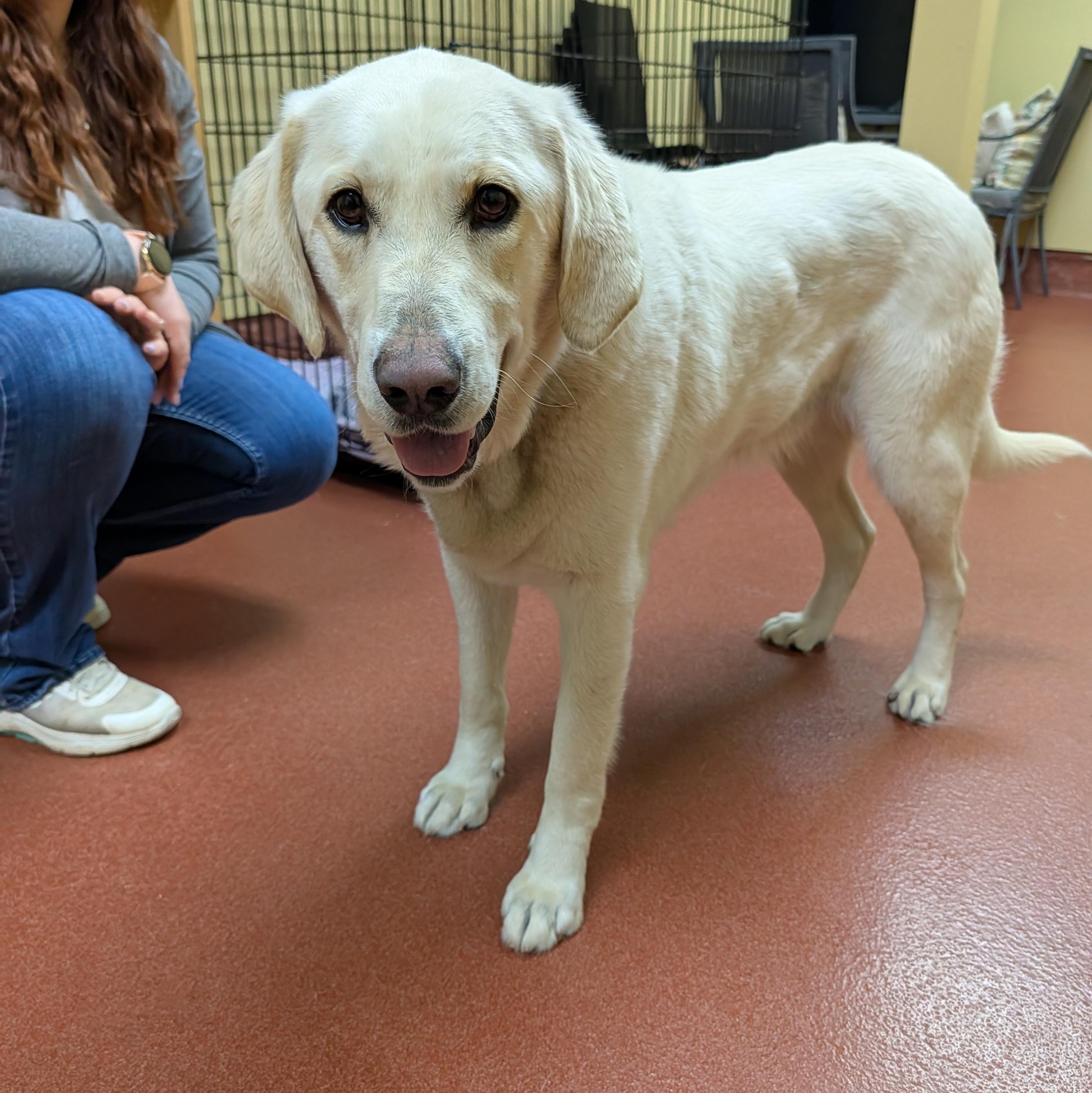 Yeti, a ADOPTABLE mixed breed in Accident, MD image 6/6