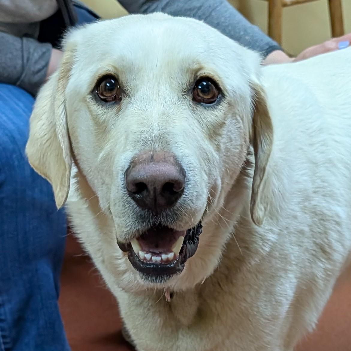 Yeti, ADOPTABLE, Adult Male Labrador Retriever & Golden Retriever.