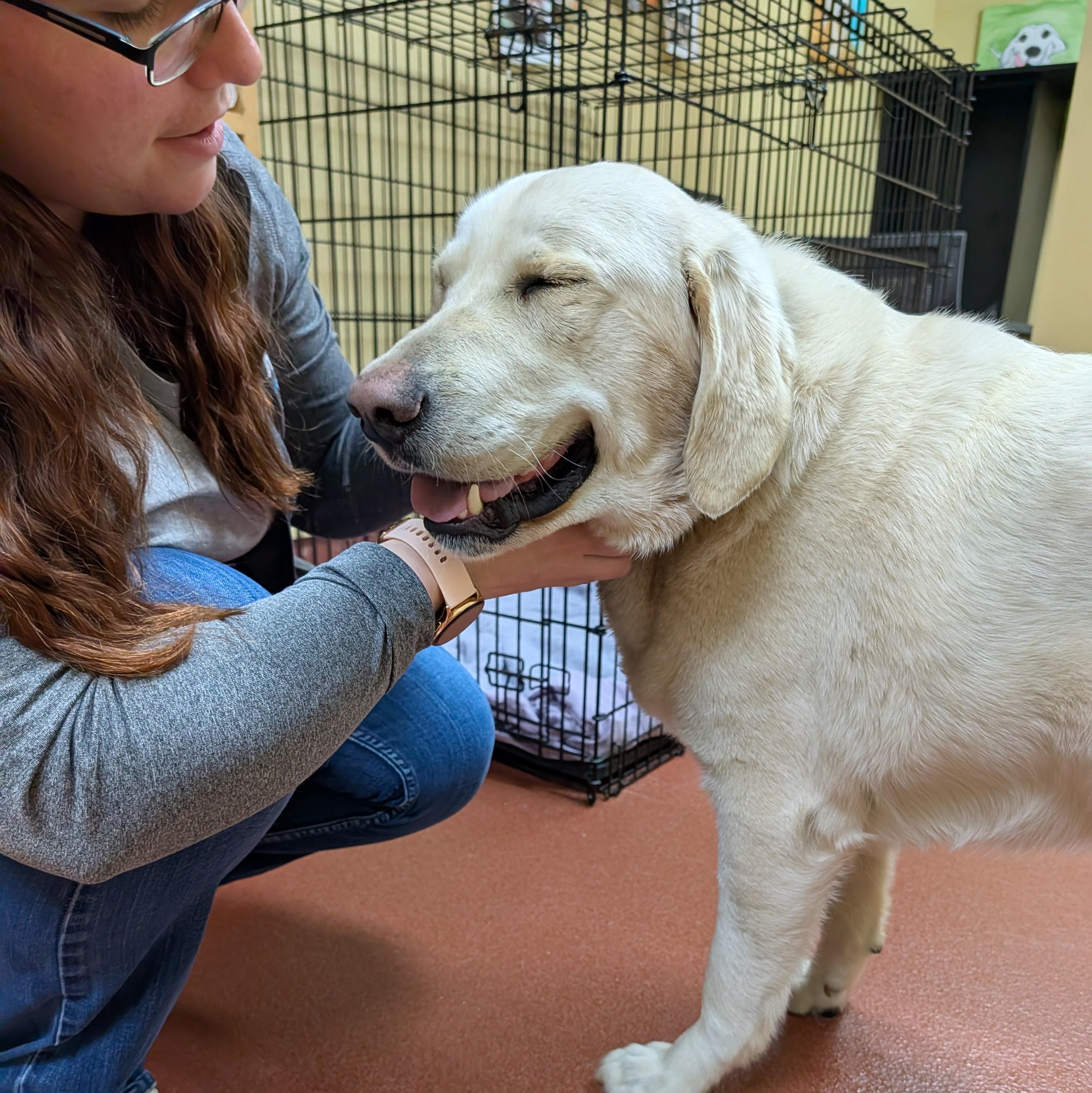 Yeti, a ADOPTABLE mixed breed in Accident, MD image 5/6