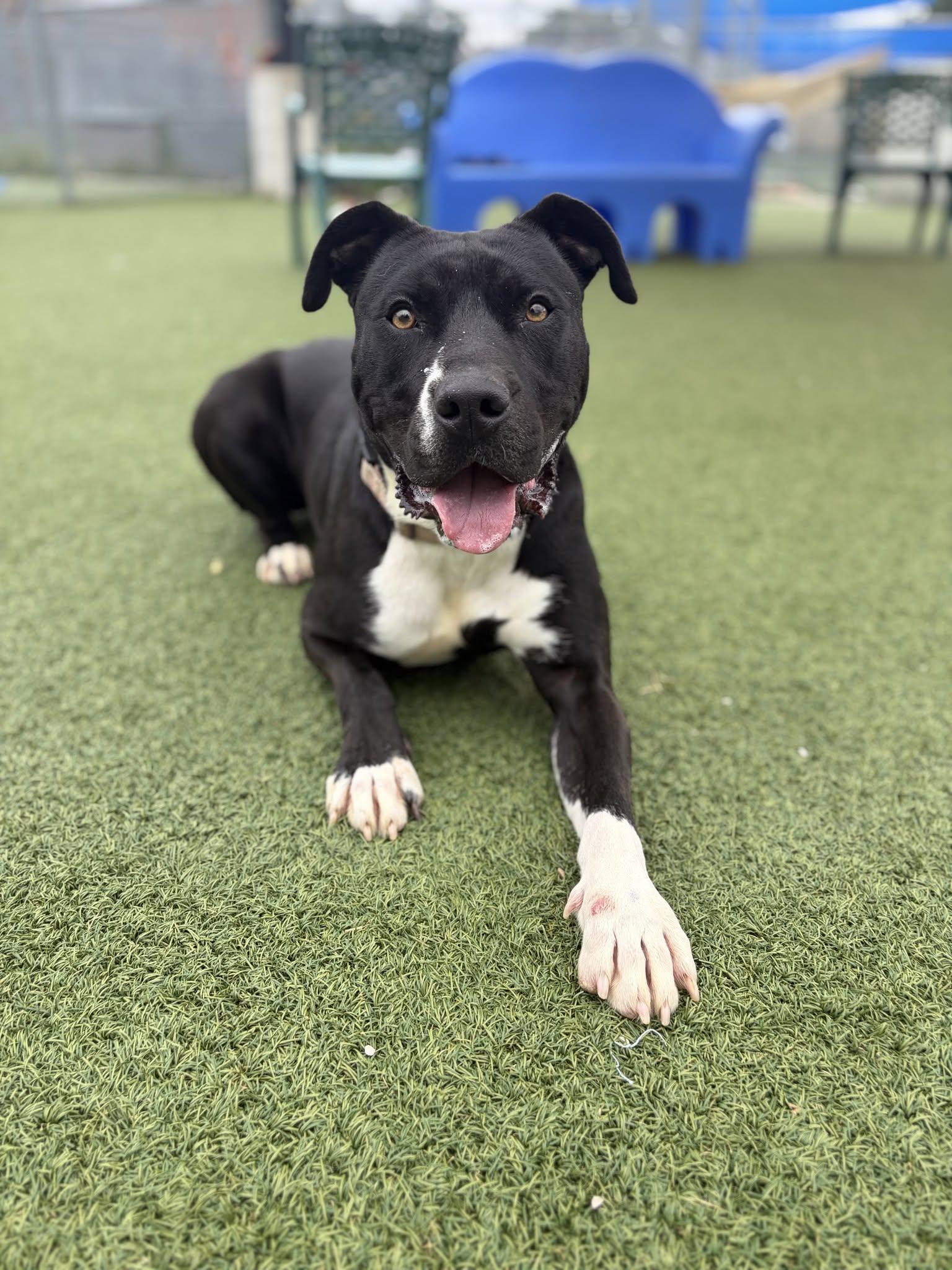 Enlarge Vivian, a Adoptable mixed breed in Cleveland, OH image 6/6