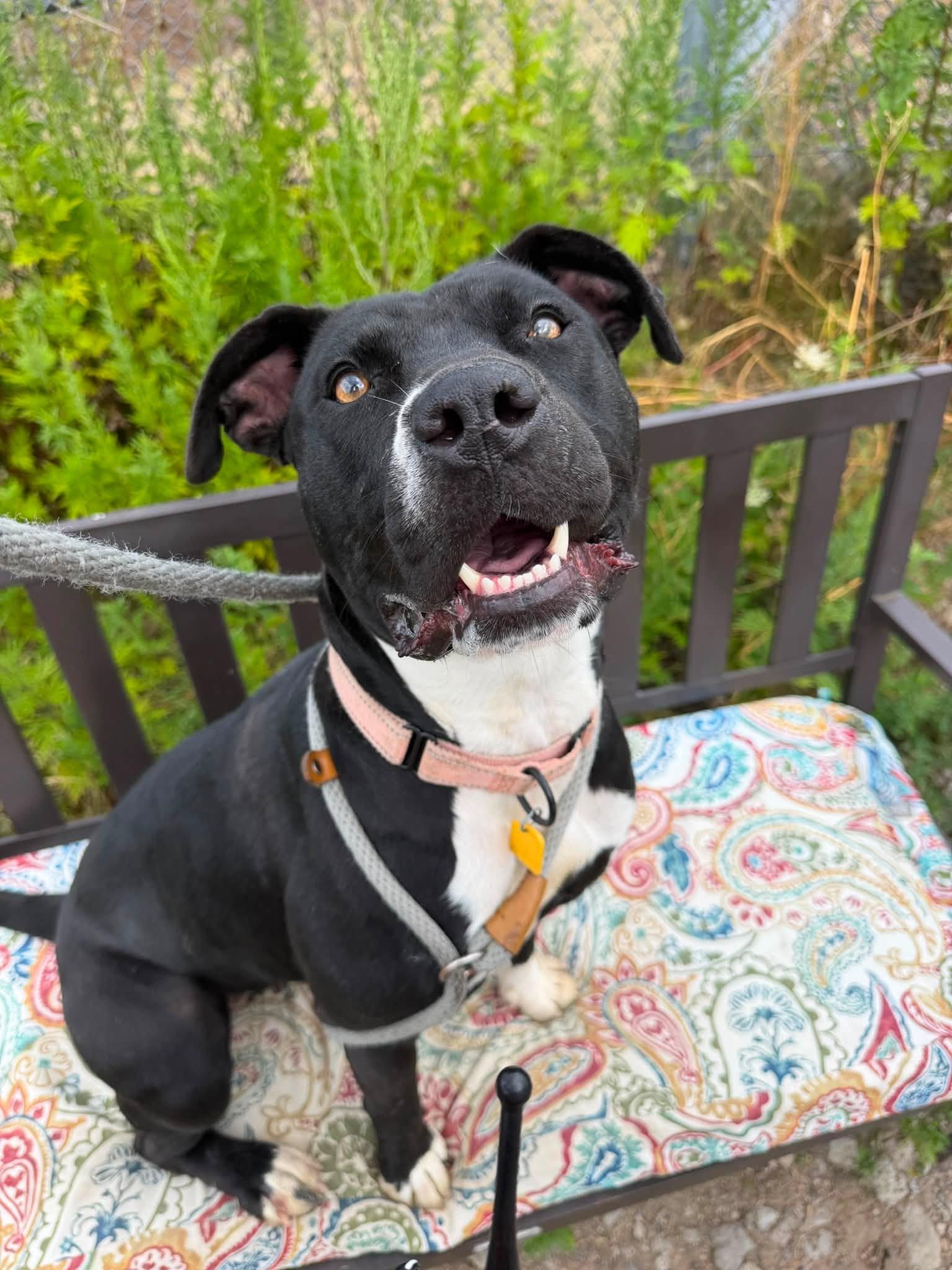 Enlarge Vivian, a Adoptable mixed breed in Cleveland, OH image 2/6