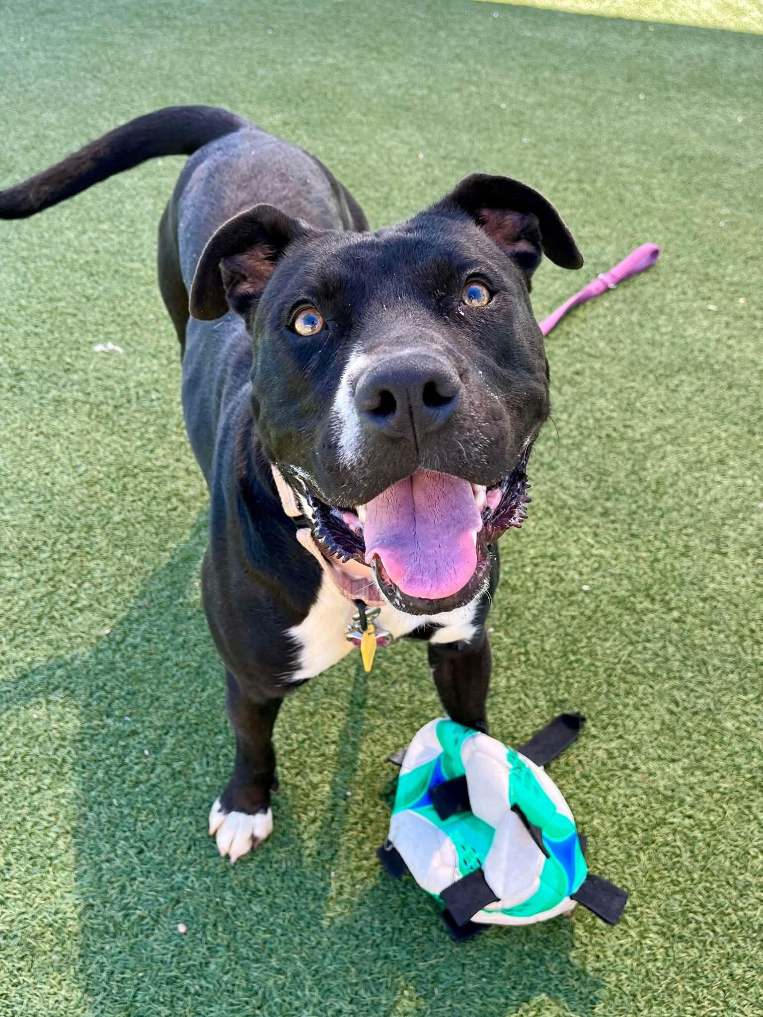 Enlarge Vivian, a Adoptable mixed breed in Cleveland, OH image 3/6