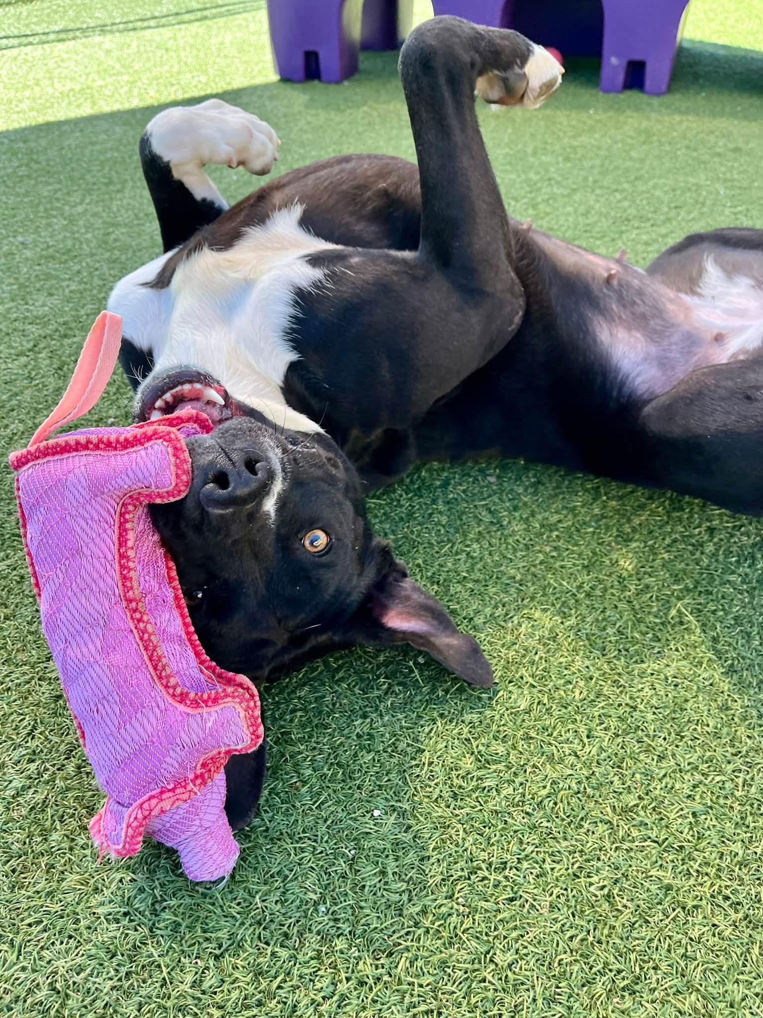 Enlarge Vivian, a Adoptable mixed breed in Cleveland, OH image 4/6