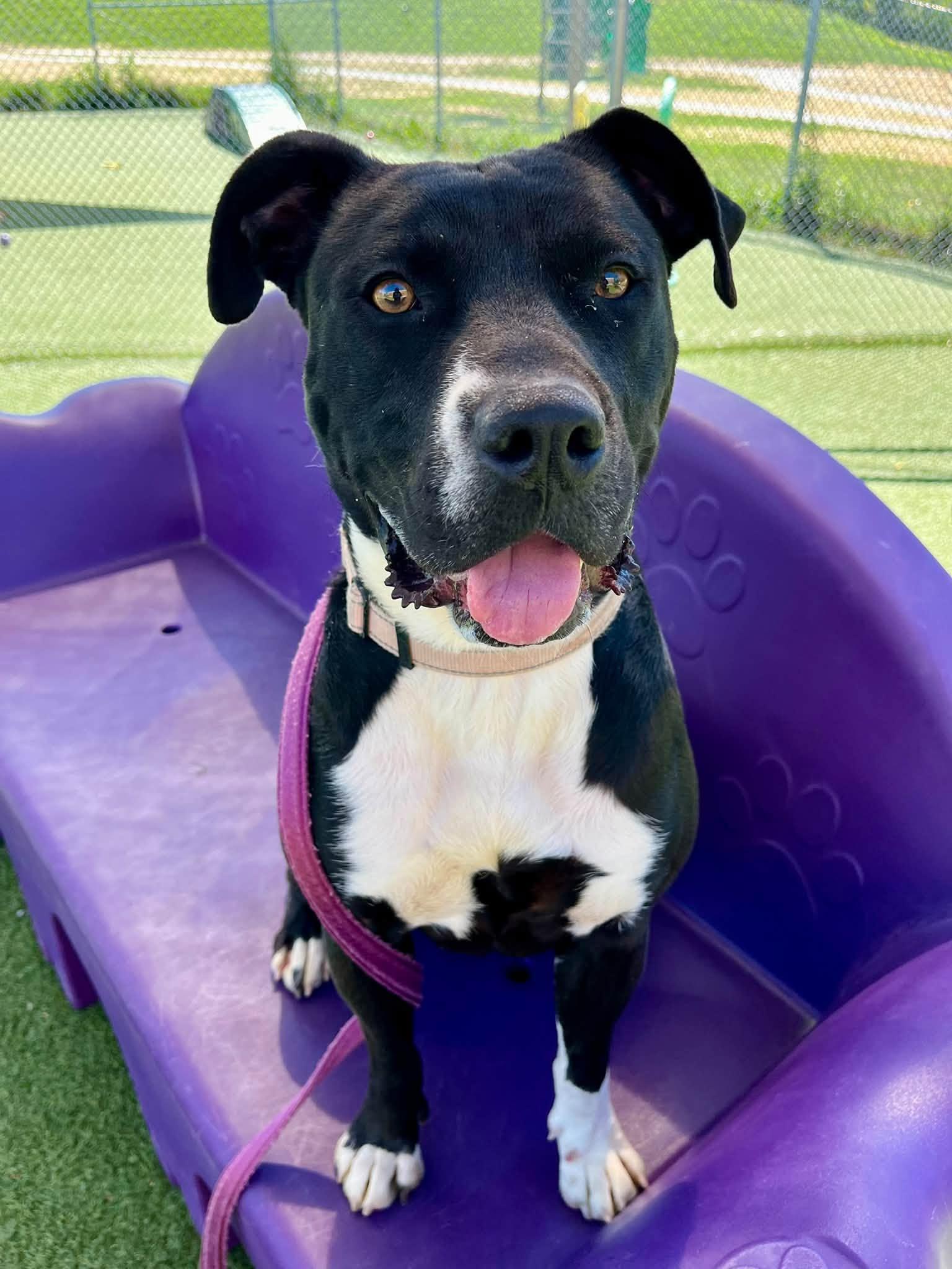 Enlarge Vivian, a Adoptable mixed breed in Cleveland, OH image 5/6