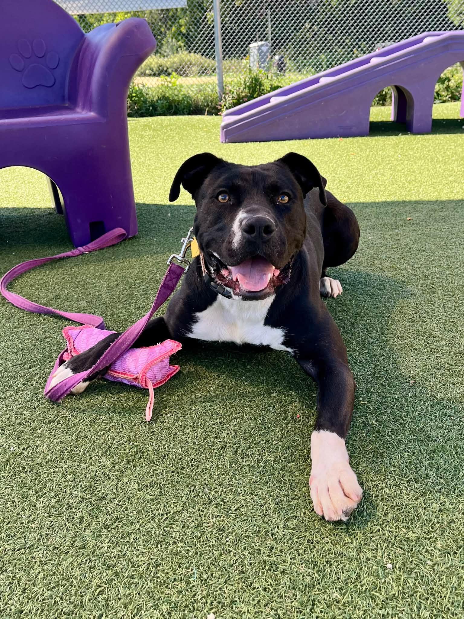 Vivian, Adoptable, Young Female Pit Bull Terrier.