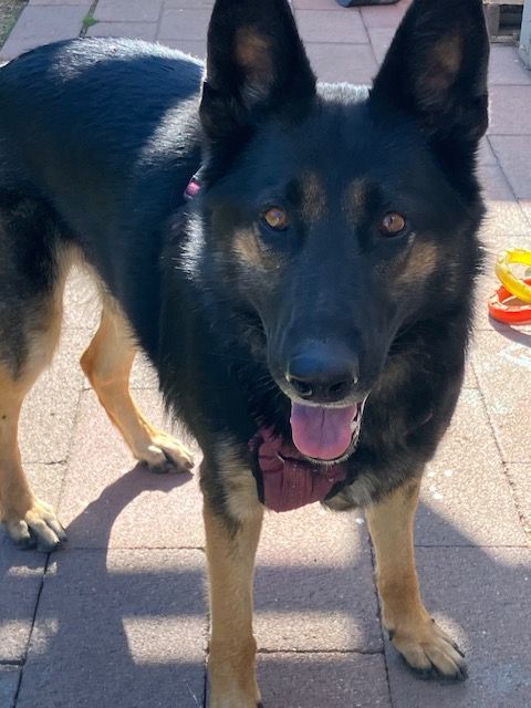 Adopt Artemis: Your New Best Friend, Always Ready for Fun!, Adoptable, Adult Female German Shepherd Dog.