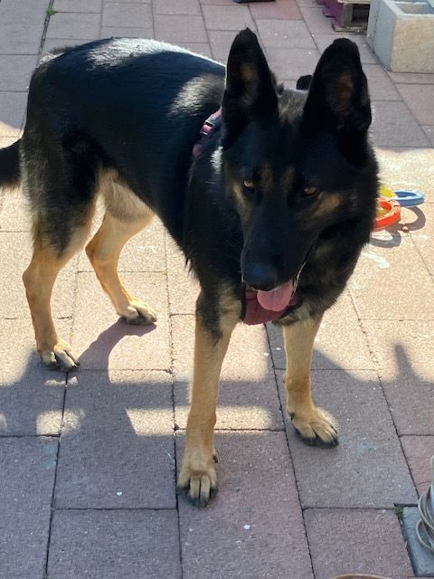 Adopt Artemis: Your New Best Friend, Always Ready for Fun!, a Adoptable German Shepherd Dog in Tustin, CA image 2/3