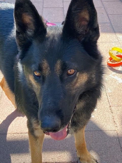 Adopt Artemis: Your New Best Friend, Always Ready for Fun!, a Adoptable German Shepherd Dog in Tustin, CA image 3/3