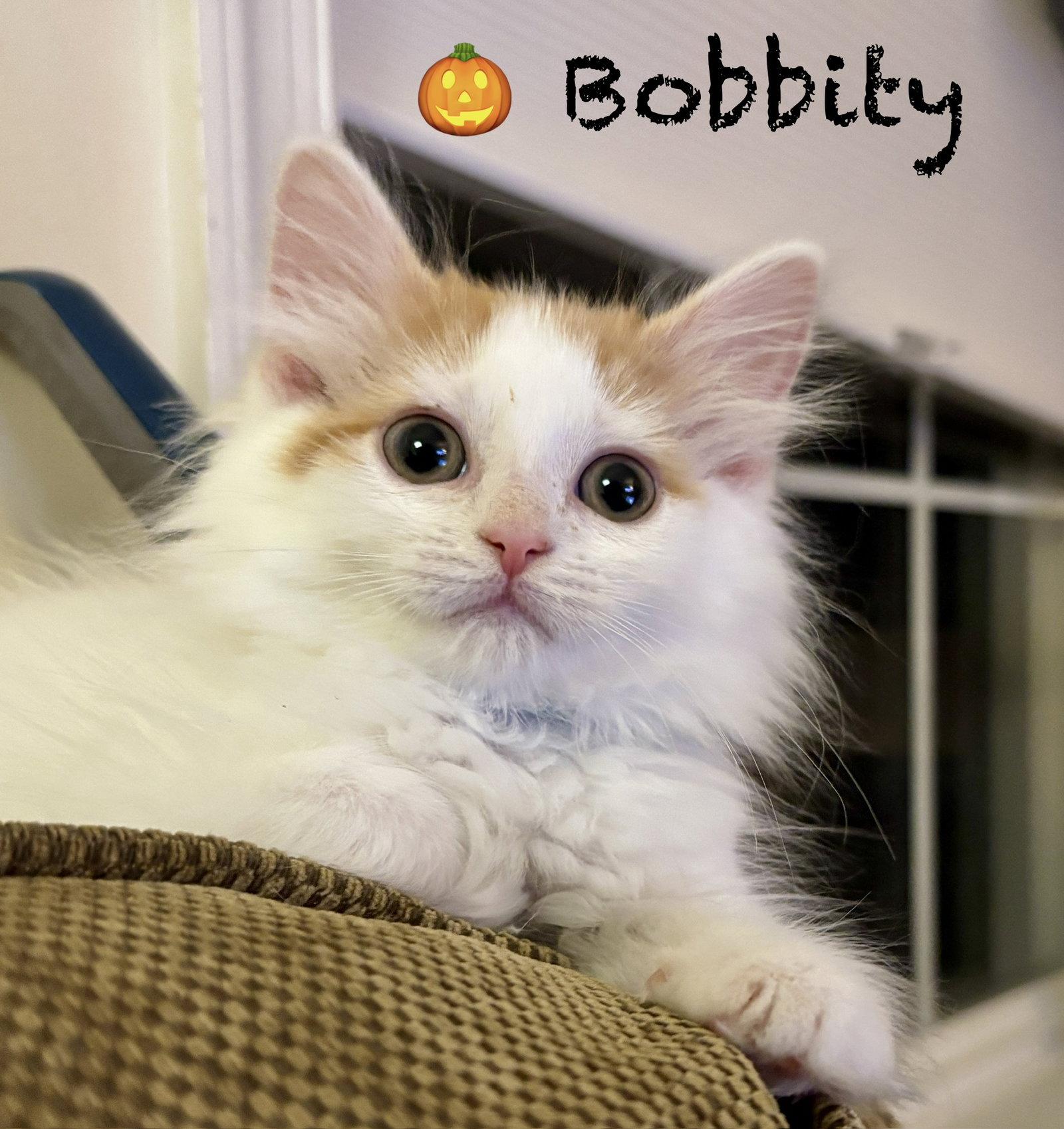 Enlarge Bobbity, a Adoptable Domestic Long Hair in Reston, VA image 1/3
