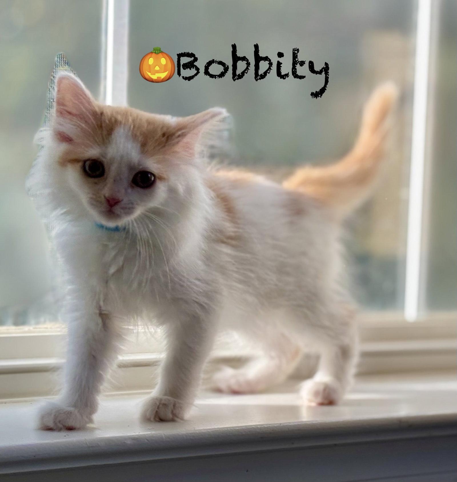 Enlarge Bobbity, a Adoptable Domestic Long Hair in Reston, VA image 2/3