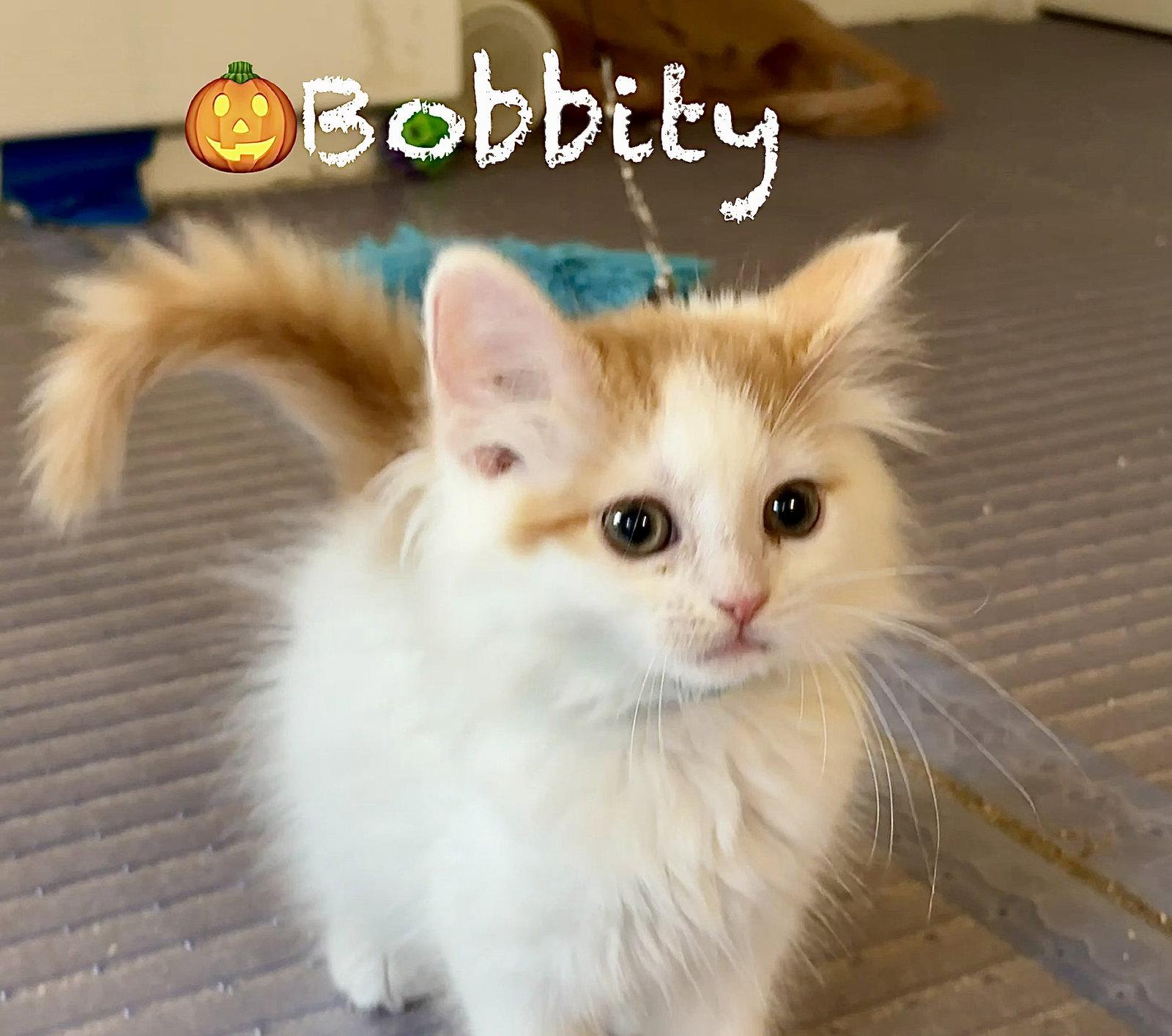 Enlarge Bobbity, a Adoptable Domestic Long Hair in Reston, VA image 3/3