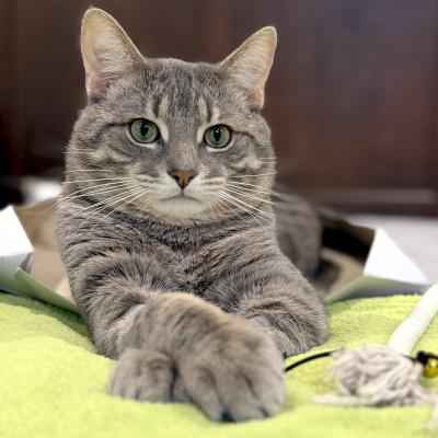 Johnny, an adopted Domestic Short Hair in Mississauga, ON image 1/4