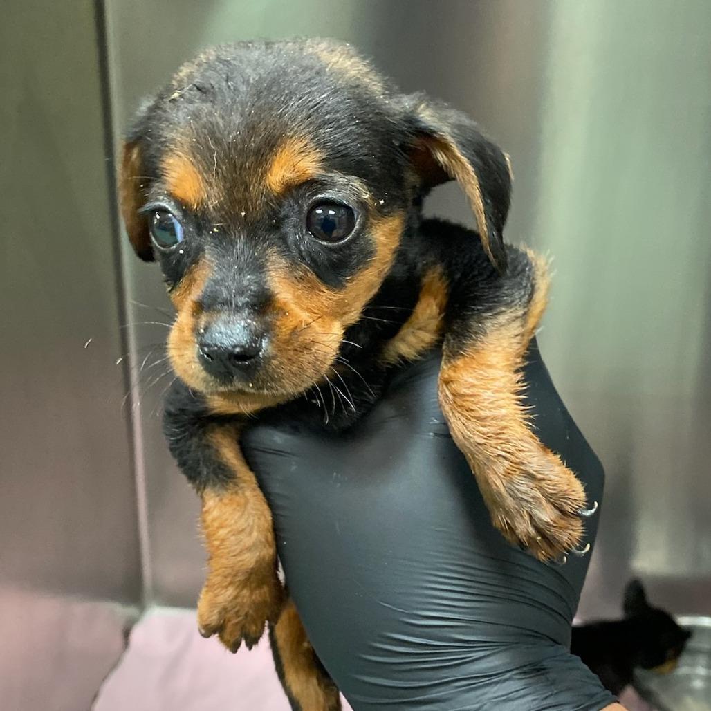 Enlarge Matilda, a Adoptable Mixed Breed in Southside, TN image 2/2