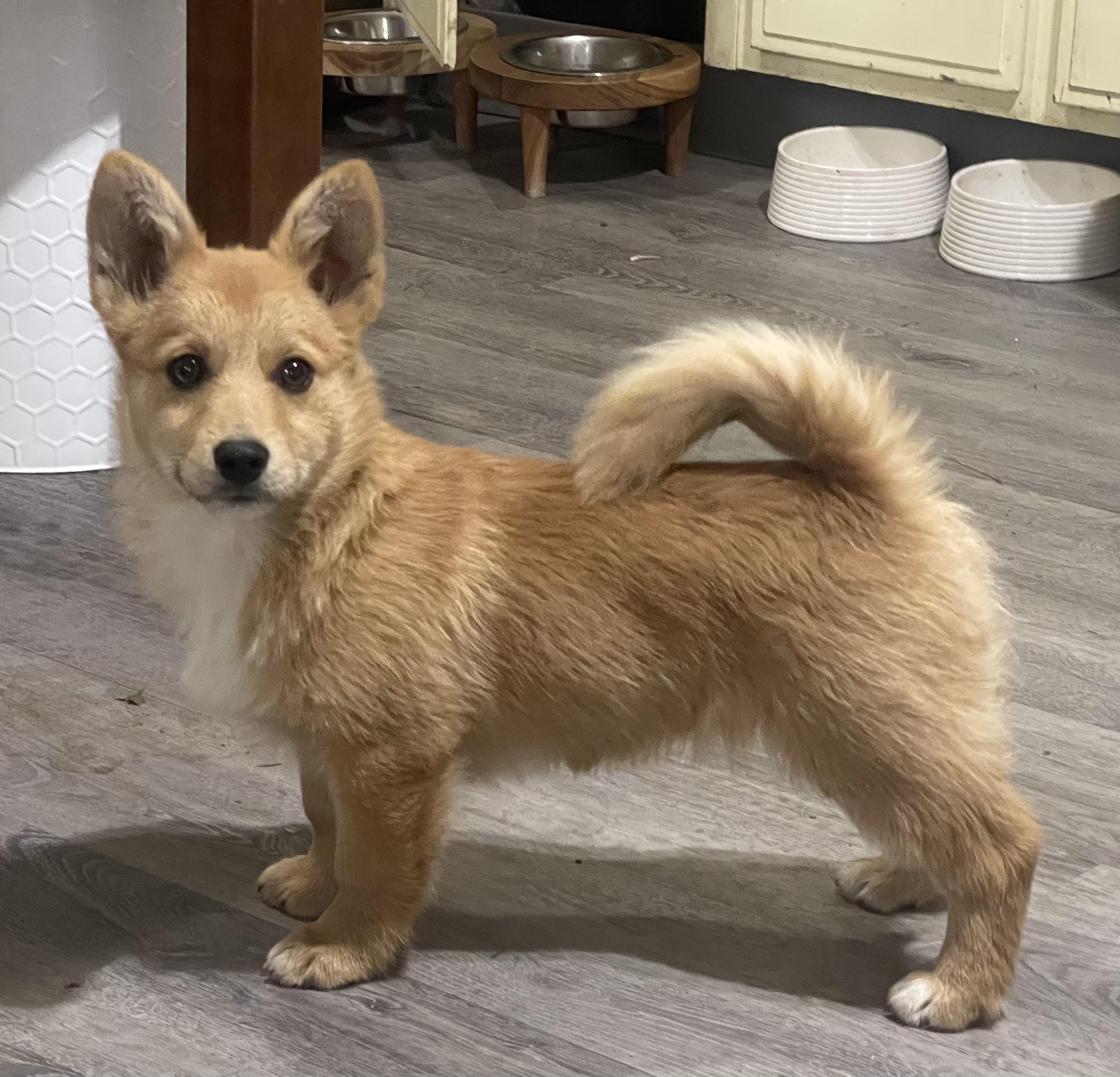 Oakley, Adopted, Puppy Male Corgi & Pomeranian.