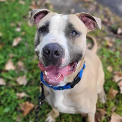 Ollie, Adoptable, Adult Male Terrier.