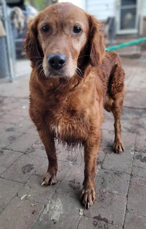 Maple, a Adoptable Golden Retriever in Waterville, OH image 2/2