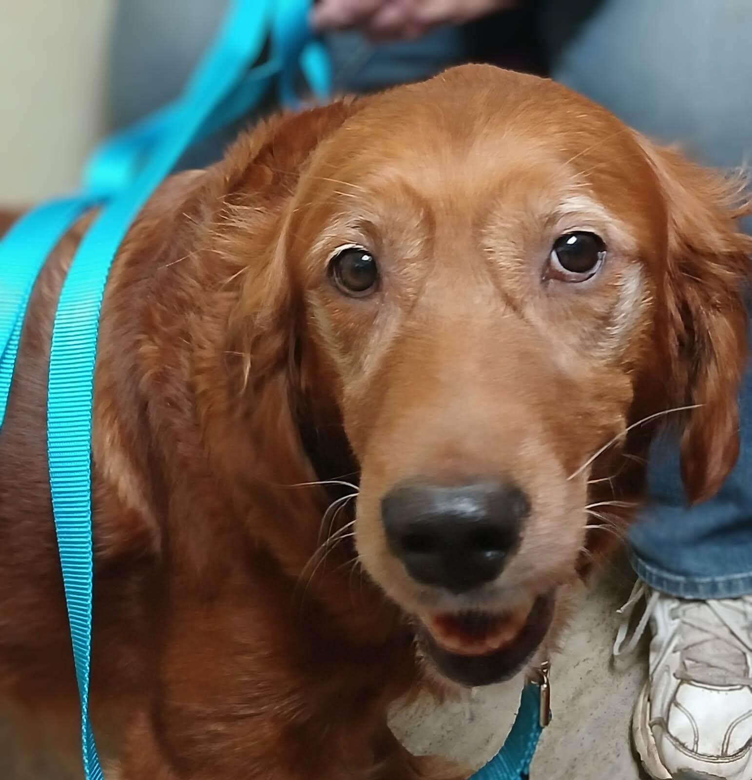 Maple, a Adoptable Golden Retriever in Waterville, OH image 1/2