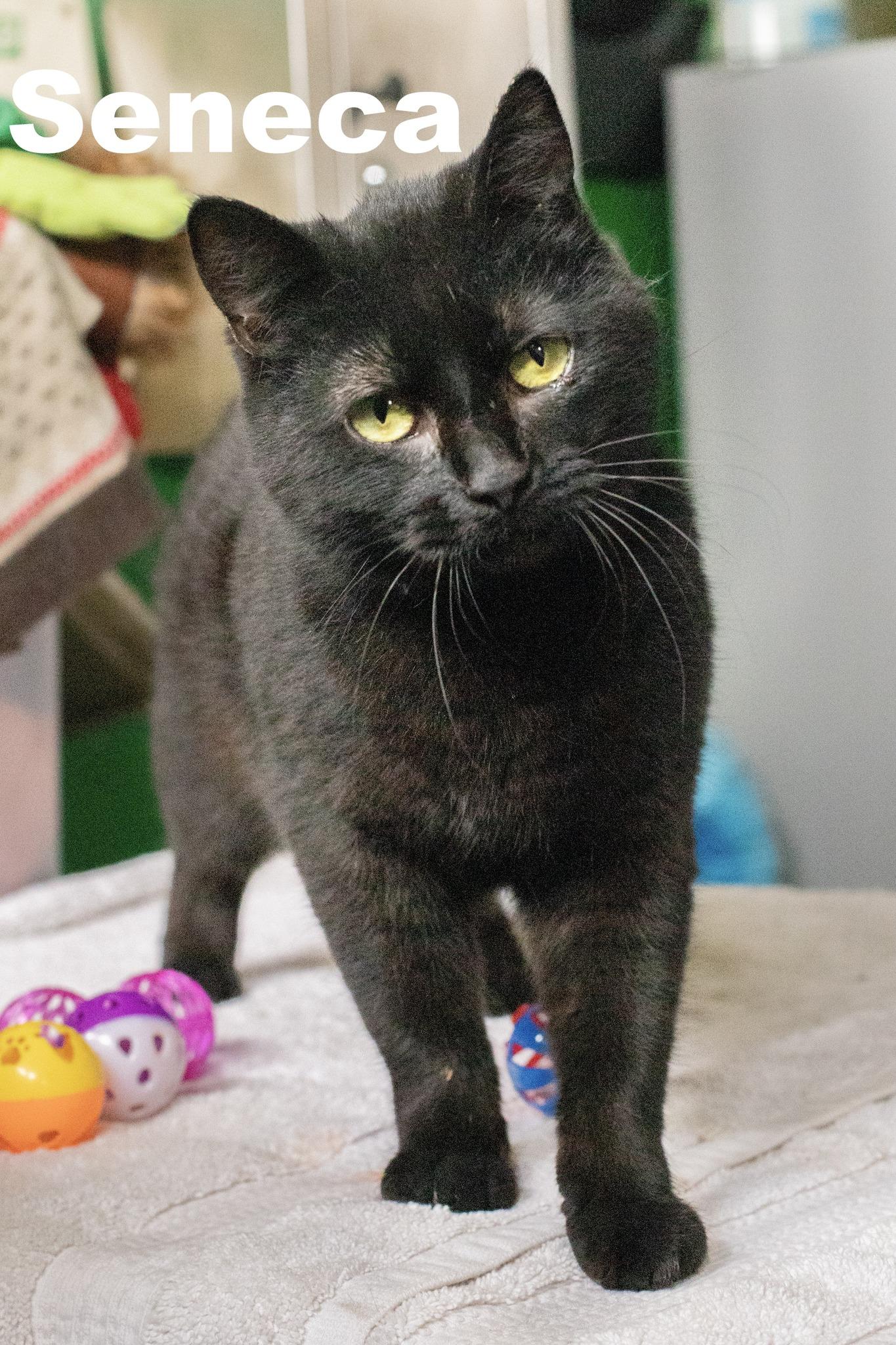 Enlarge Seneca, a Adoptable Domestic Short Hair in Macomb, IL image 1/2
