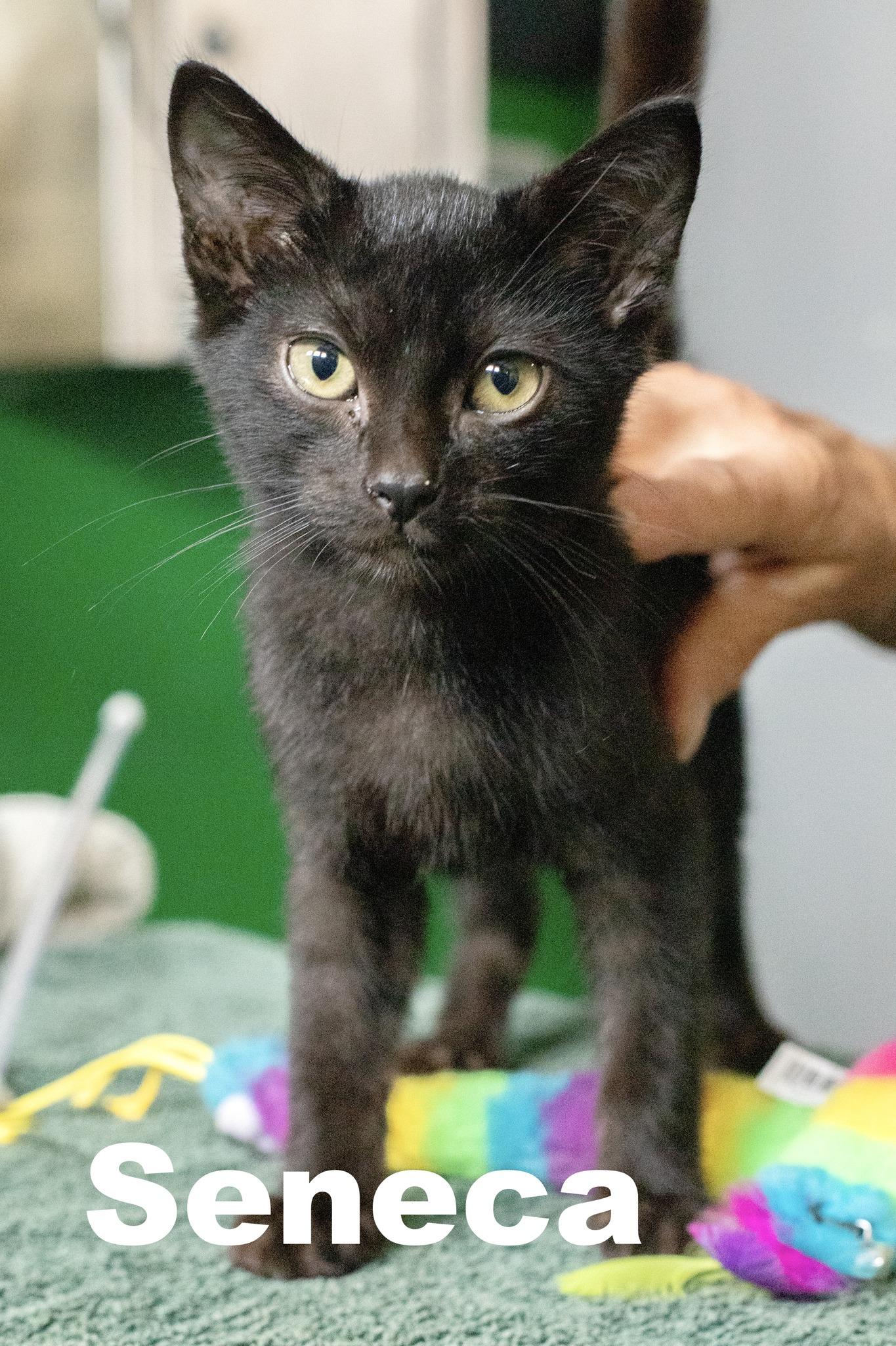 Enlarge Seneca, a Adoptable Domestic Short Hair in Macomb, IL image 1/1