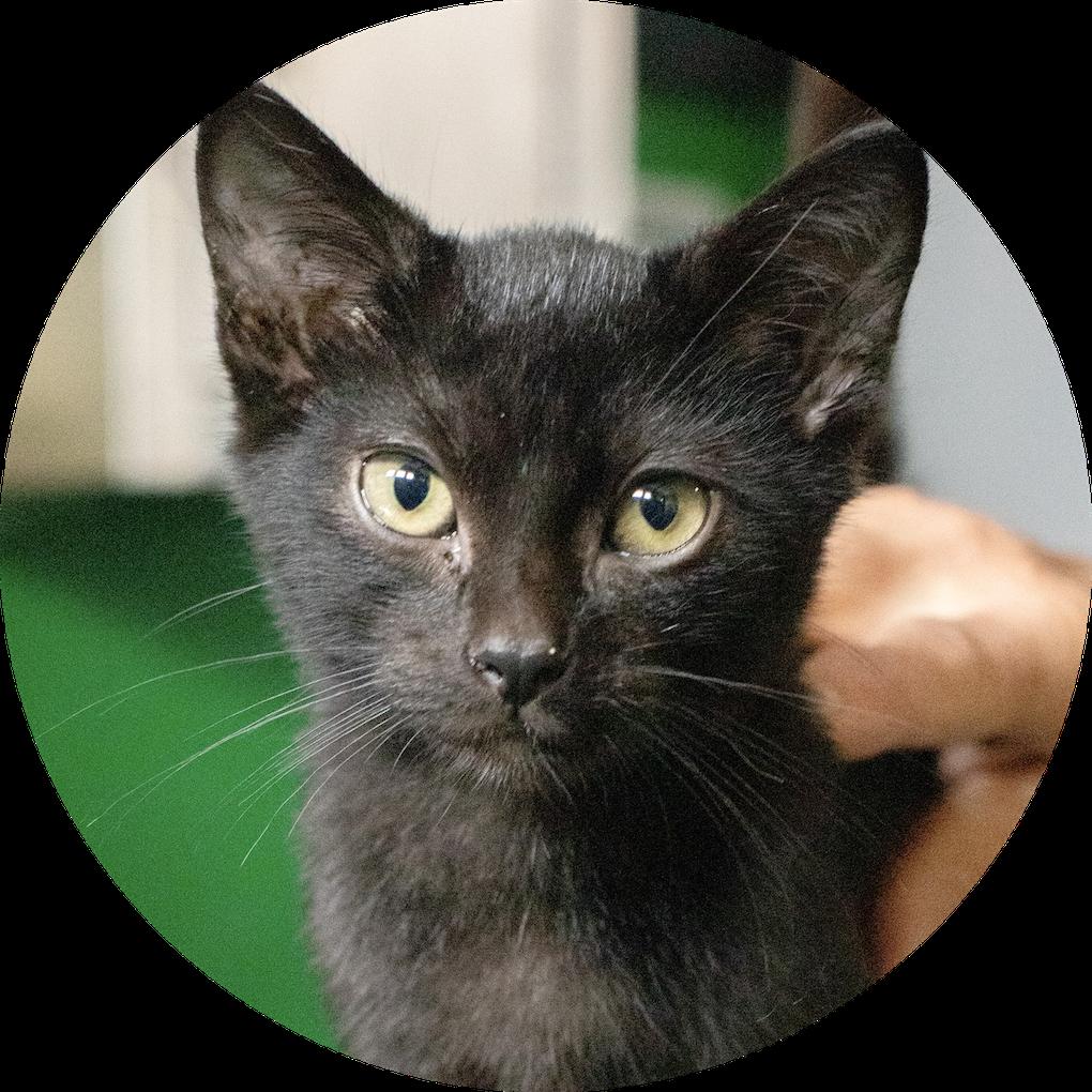Enlarge Seneca, a Adoptable Domestic Short Hair in Macomb, IL image 2/2