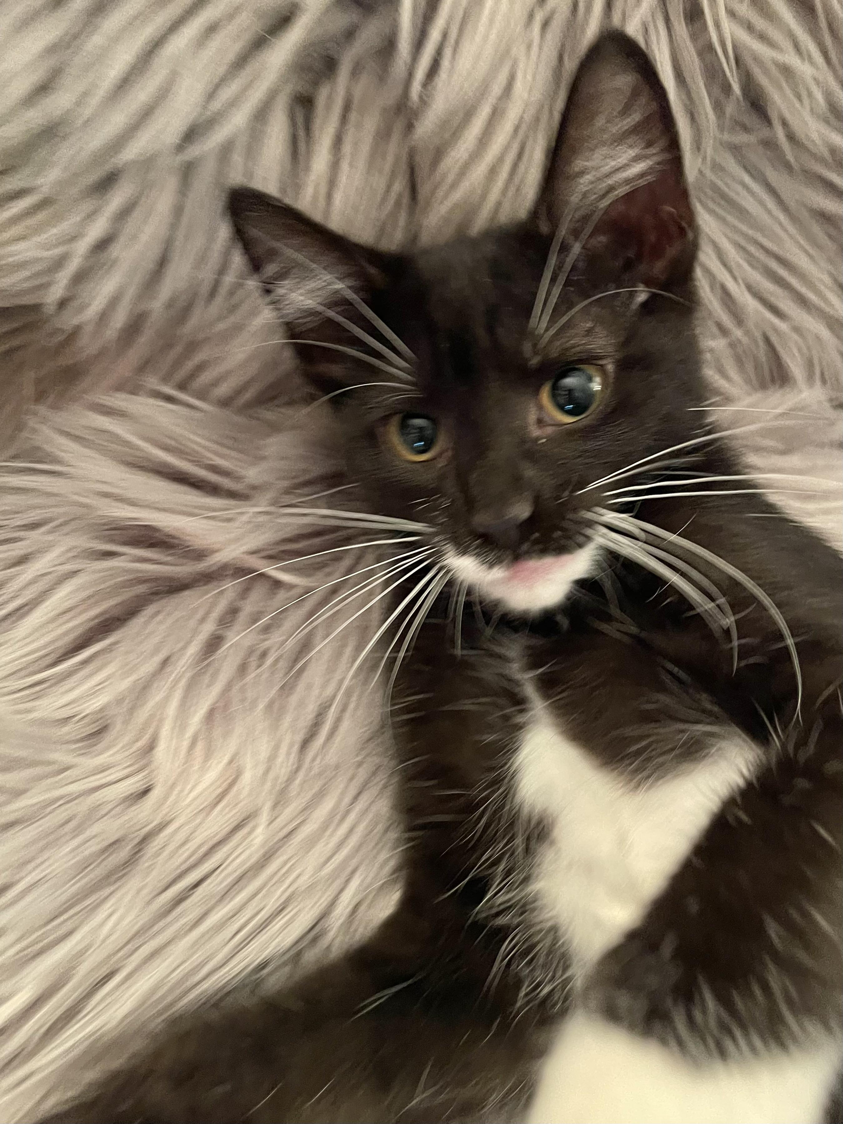 Enlarge Gimlet, a Adoptable mixed breed in Belvidere, IL image 3/3