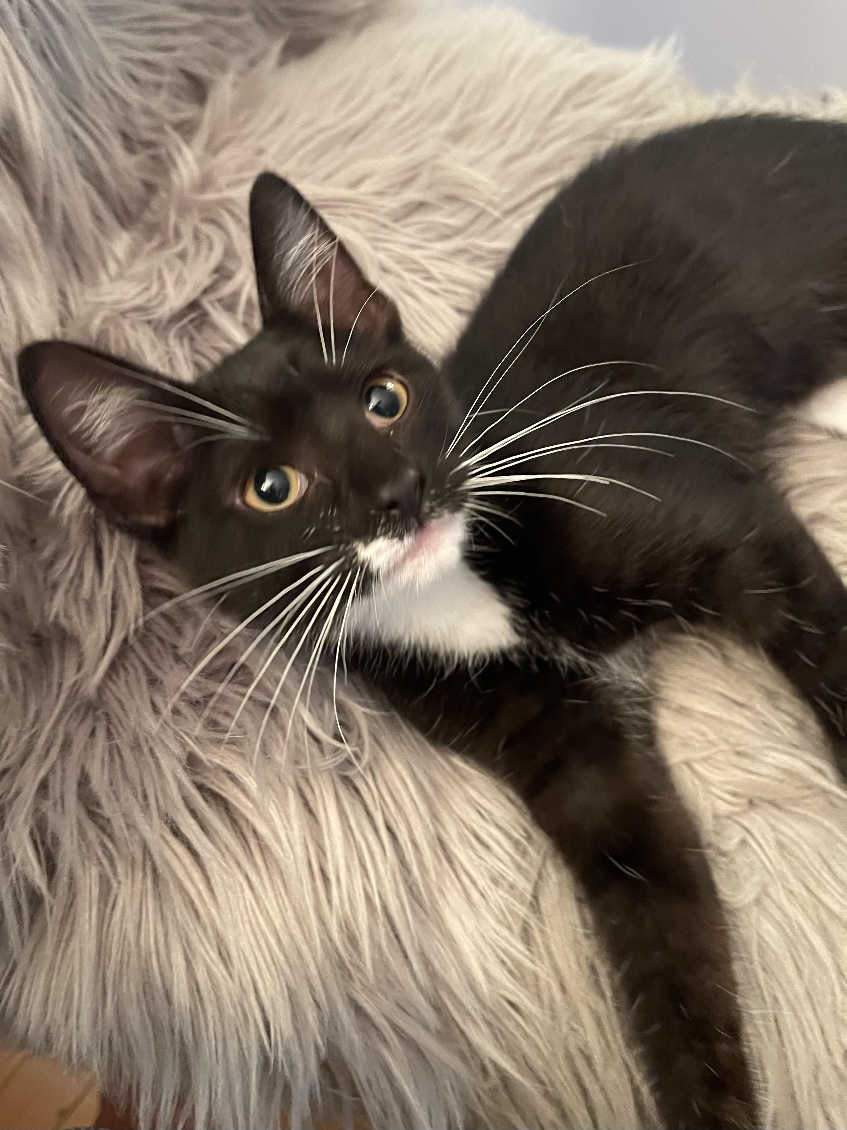 Enlarge Gimlet, a Adoptable mixed breed in Belvidere, IL image 2/3