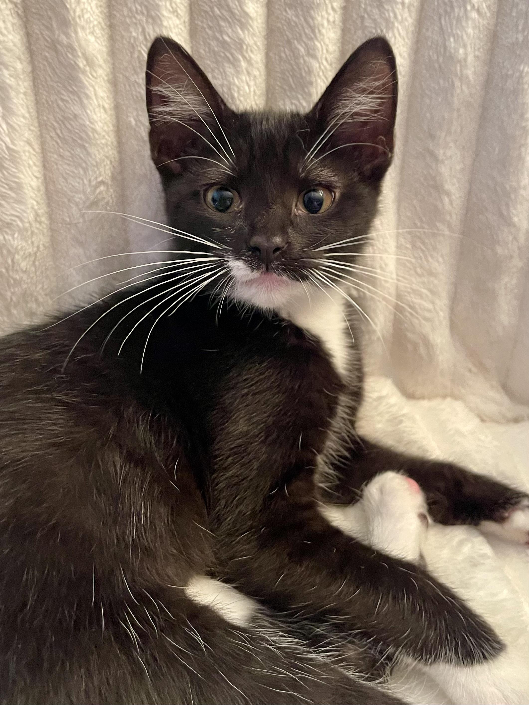 Enlarge Gimlet, a Adoptable mixed breed in Belvidere, IL image 1/3