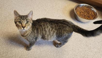 Hershey, ADOPTABLE, Young Male Domestic Short Hair & Tabby.