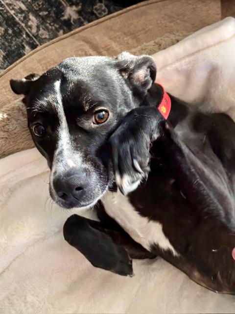 Enlarge Ashley, a Adoptable mixed breed in Poughkeepsie, NY image 1/4