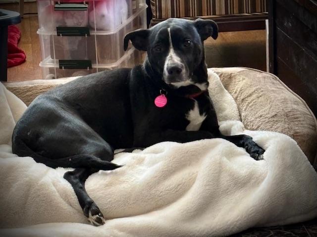 Enlarge Ashley, a Adoptable mixed breed in Poughkeepsie, NY image 3/4