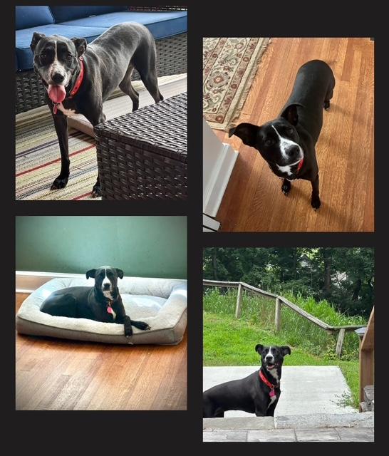 Enlarge Ashley, a Adoptable mixed breed in Poughkeepsie, NY image 2/4