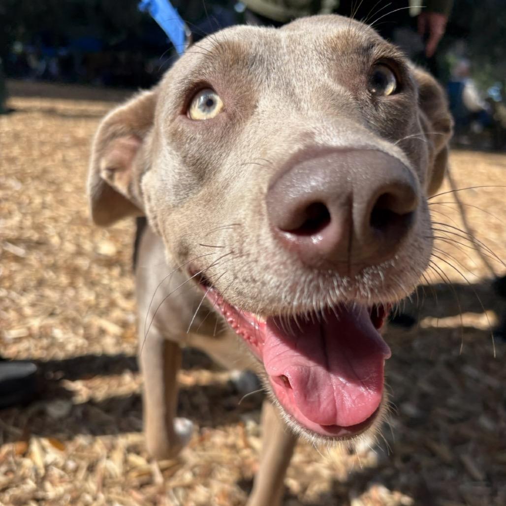 Lydia, Adoptable, Adult Female Mixed Breed & Weimaraner.